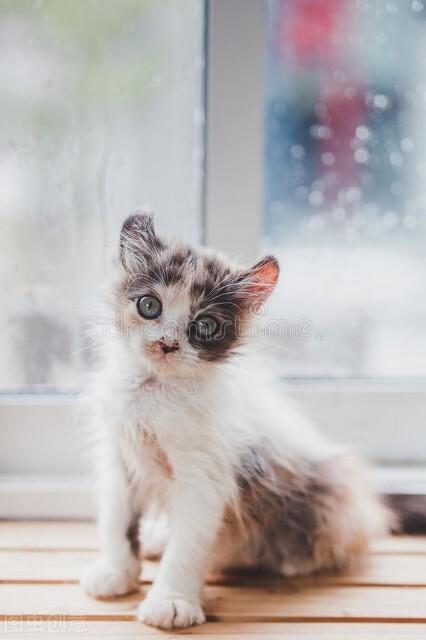 猫咪图片（附：可爱的小猫咪纯图）