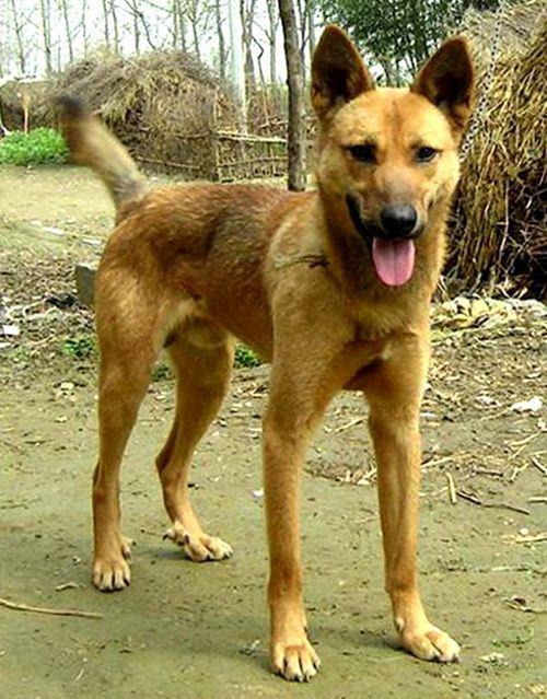 细犬价格多少钱一只（中华细狗的价格）