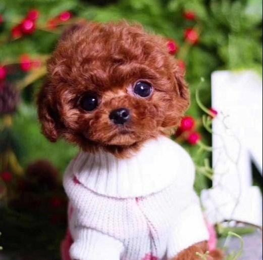 茶杯犬好不好养（详解：不养茶杯犬的6大原因）