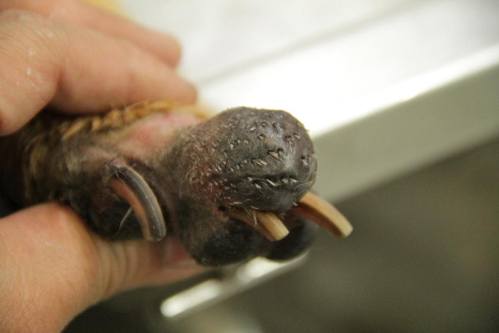 狗狗皮肤上长了一个粉色瘤是什么（狗狗身上粉瘤一挤出来了）