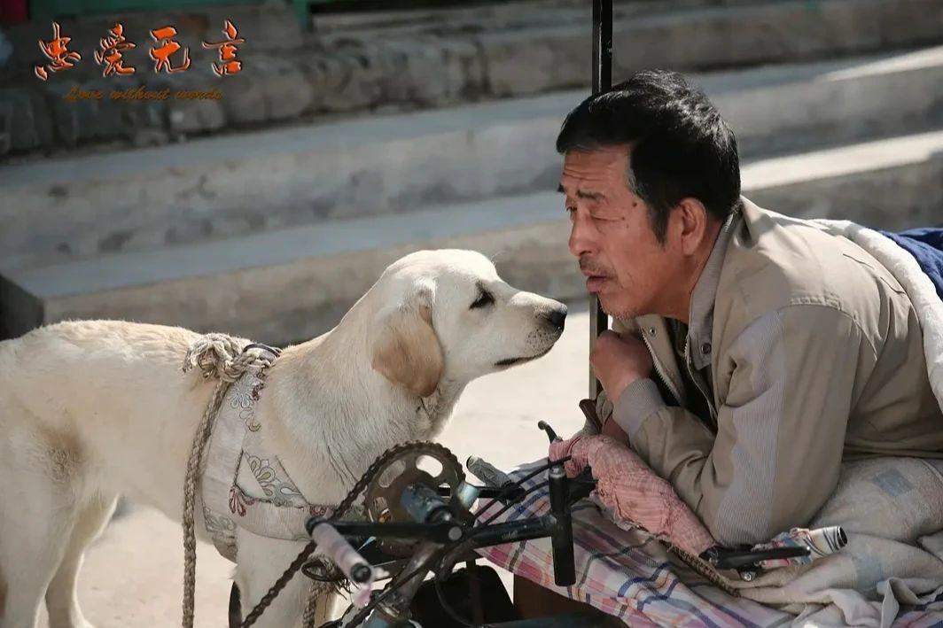 关于狗的电影排行榜前十名中国有哪些（狗狗电影排行榜前十名搞笑）