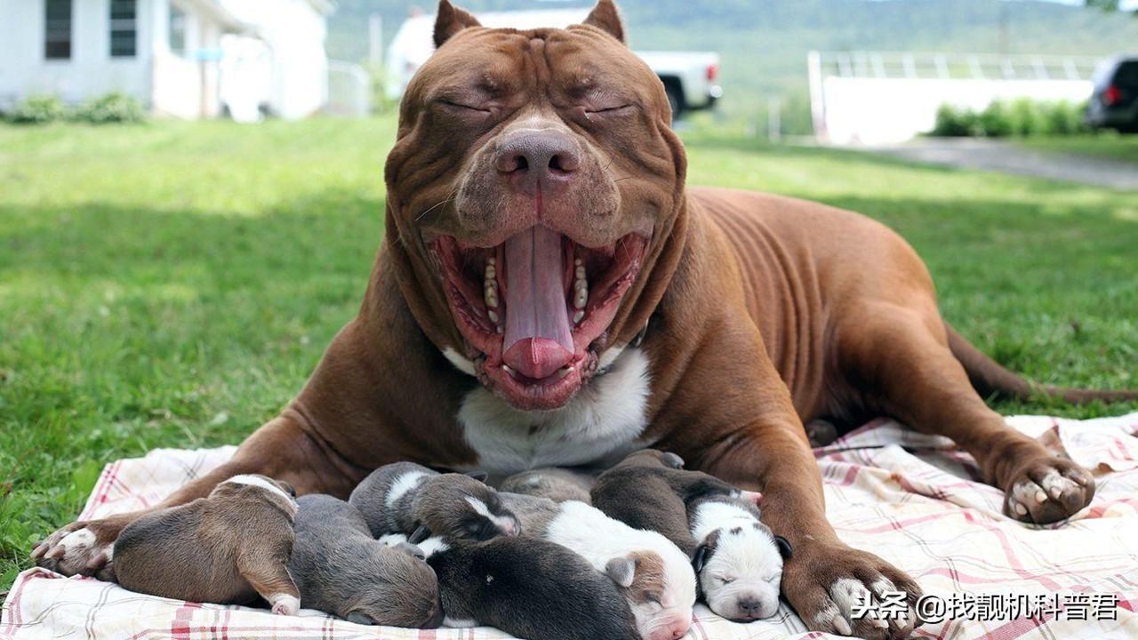 比特犬国内能养吗（附：不敢养比特犬的理由）