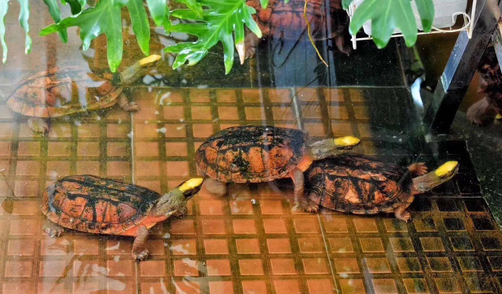 金钱龟怎么养才好（教你饲养好乌龟的环境布置）