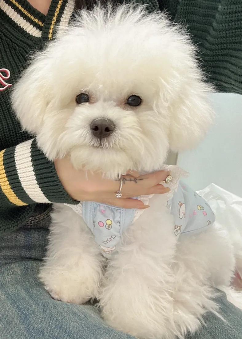 比较萌又迷你小型犬（建议不要轻易养比熊）