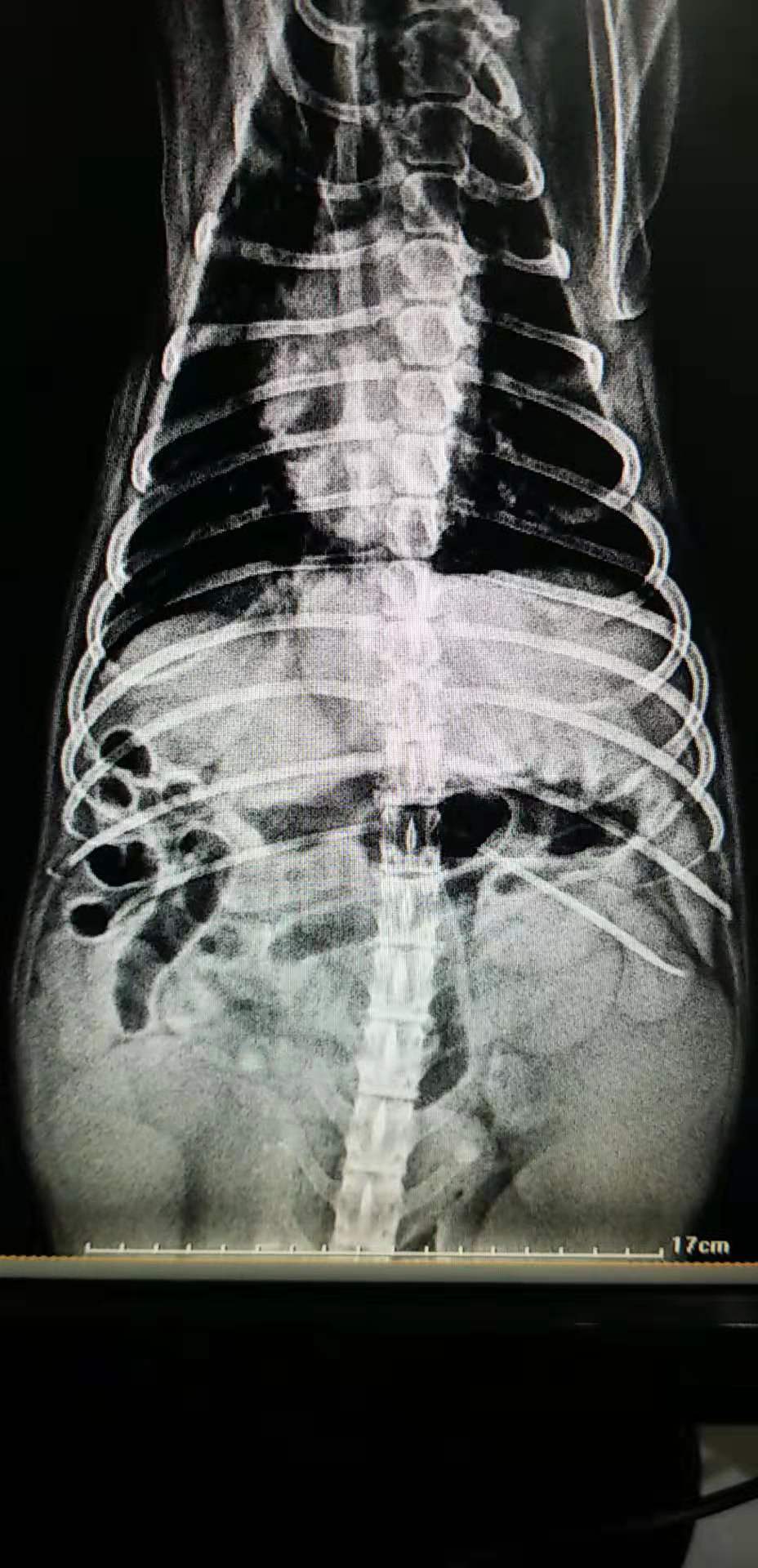 母猫子宫蓄脓初期症状（母猫子宫蓄脓怎么治吃什么药）