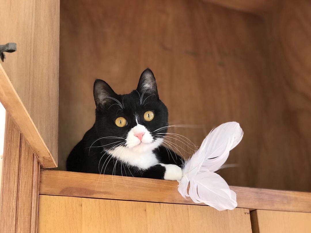 猫睡在头边和脚边的区别（猫睡在头顶上是什么意思图片）