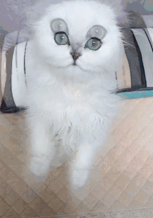 金吉拉猫难养吗（了解不养金吉拉猫的原因）