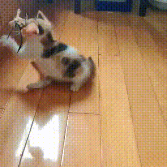 三花猫智商高吗（智商很高且通人性）