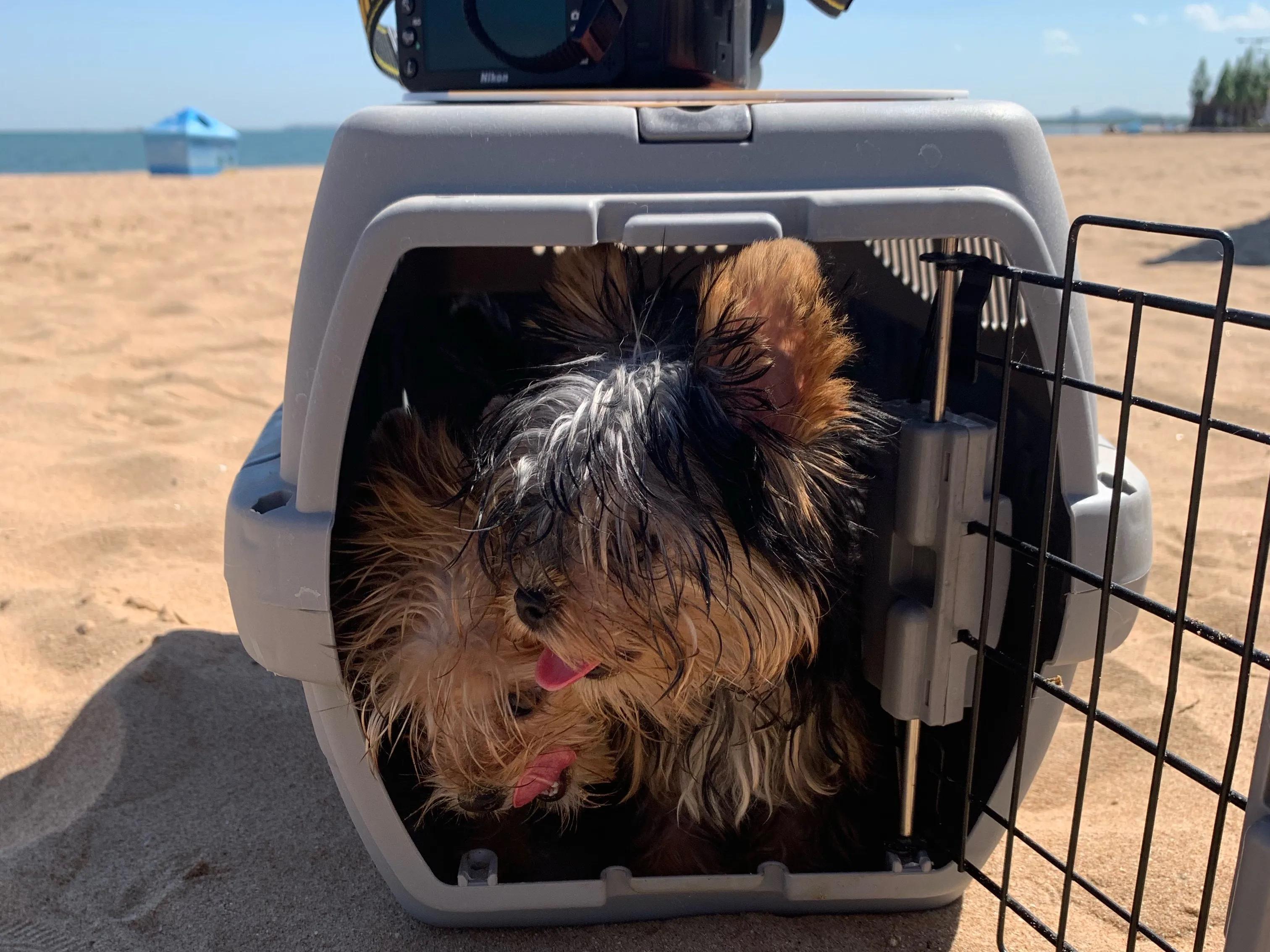 纯种约克夏怎么看呢（附：约克夏挑选技巧）