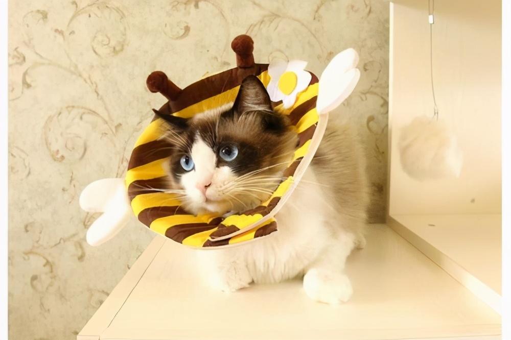 猫的伤口化脓成一个洞会死吗图片（猫咪身上烂了个洞有化脓用什么药怎么办）