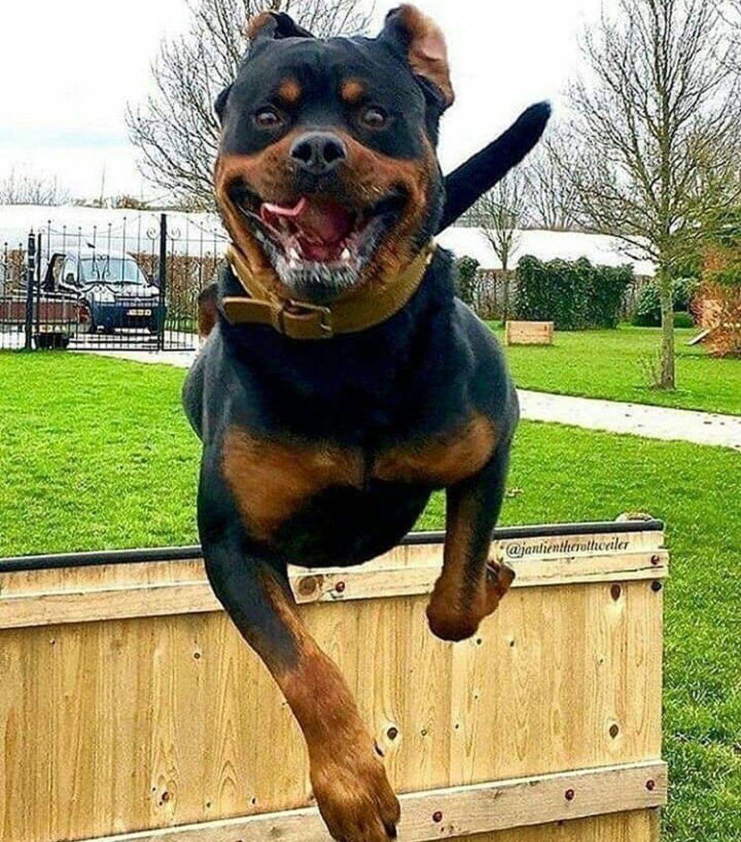 罗威纳犬难养吗（建议不养罗威纳犬的6种原因）