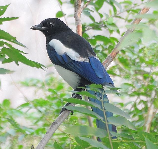 国家保护鸟类图片大全带鸟名（农村鸟的种类名称大全和图片）