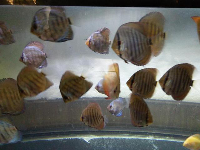 七彩为什么不建议养苗子（七彩鱼的养殖方法和注意事项）