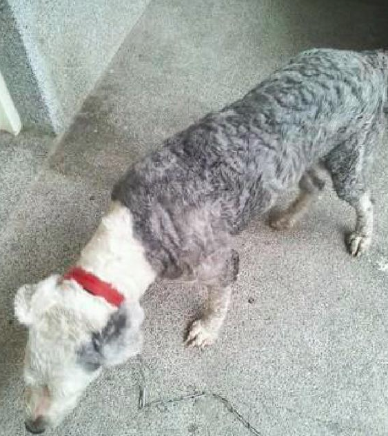 九岁老狗身体一落千丈，主人带它最后一次去旅游，诸多网民被打动