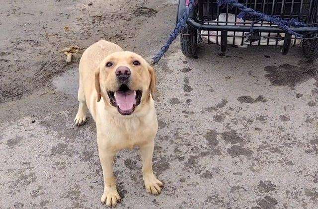 600块，拉布拉多易主，主人不让杀，路人：卖都卖了，管他杀不杀