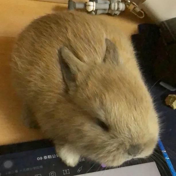 地摊上买的30元一只的兔子是肉兔吗（常见的漂亮兔子品种价格）