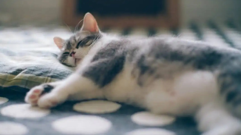 养猫对人有哪些巨大的危害