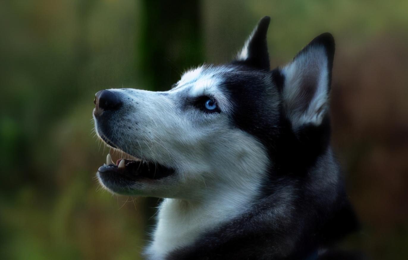 哈士奇对主人有感情吗