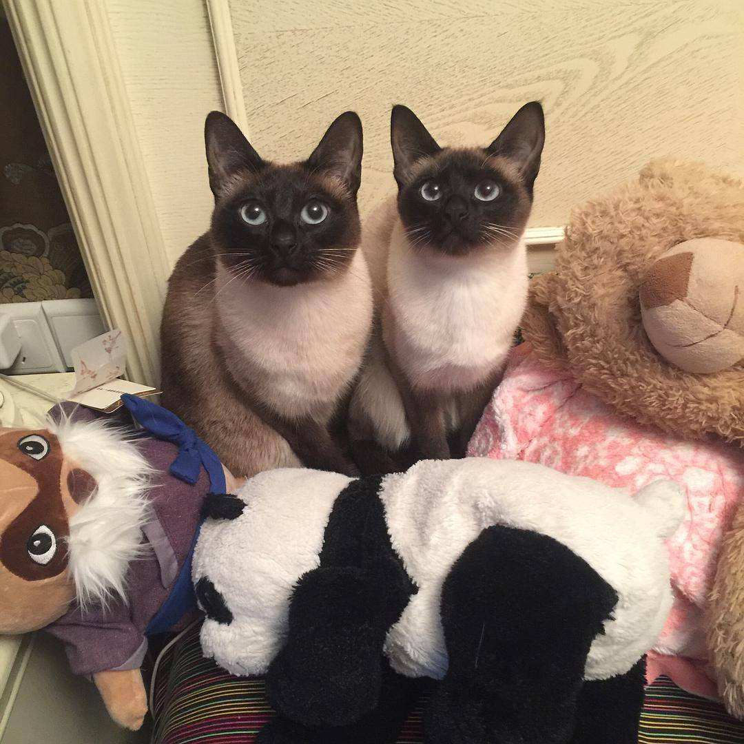 苏格兰高地猫折耳猫图片及品种（你知道苏格兰高地长毛猫多少钱吗）