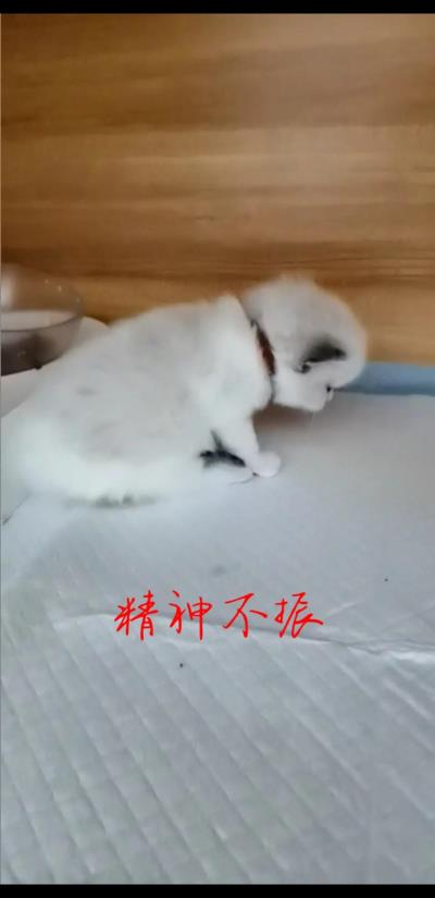 猫咪肠胃炎能吃鸡胸肉吗（猫咪肠胃炎症状及治疗方式）