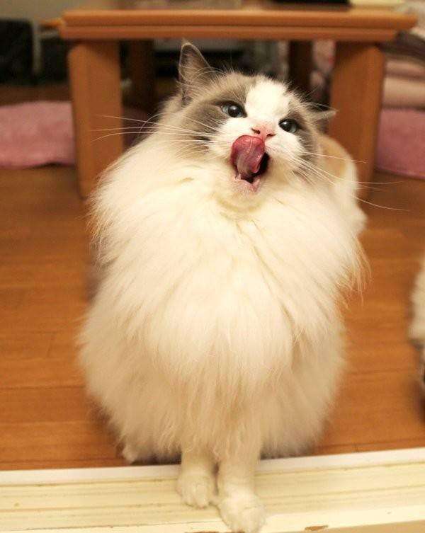 这7种猫简直是“掉毛王者”，都能织件毛衣了