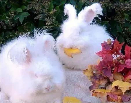 地摊上买的30元一只的兔子是肉兔吗（常见的漂亮兔子品种价格）