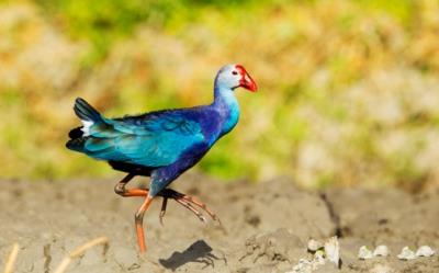 中国稀有的最美水鸟紫水鸡（最常见野生水鸟名字）