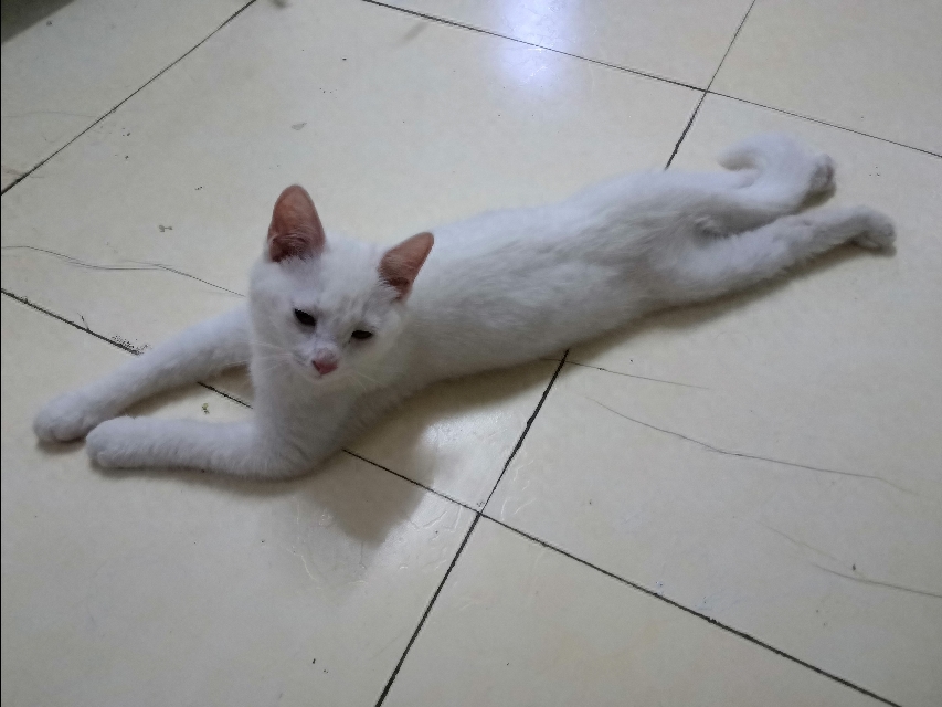 怎样判断猫报复性拉屎（注意：猫是报复心最强的动物）