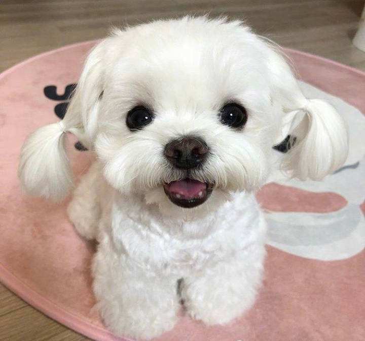 什么狗最护主但不禁养（中国允许养的护卫犬详细介绍）