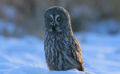 鸟的种类大全及名字拼音(这些动物的名字)