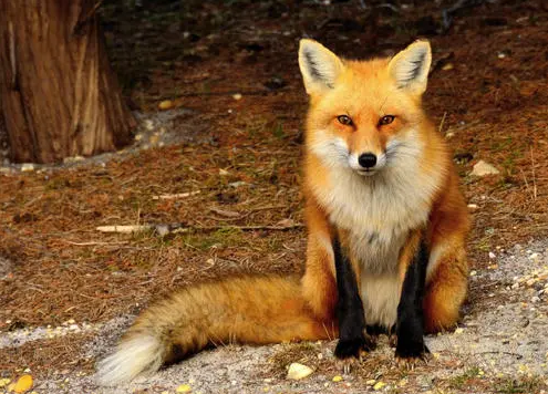  狐狸被养成怪物 人类变态式圈养获益