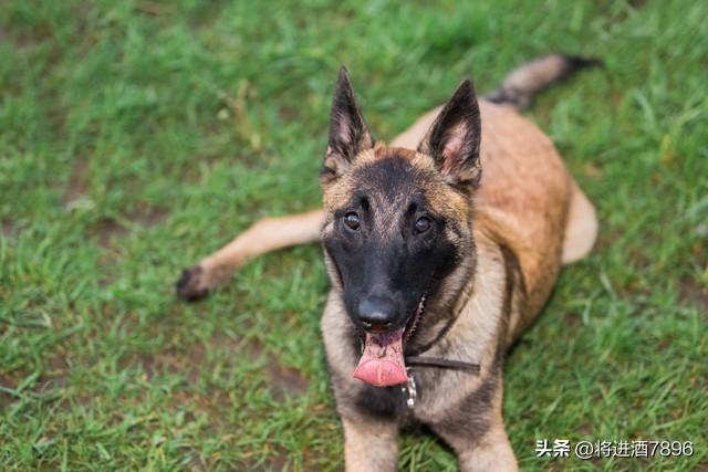 烈性犬是怎么分类的（烈性犬品种大全）