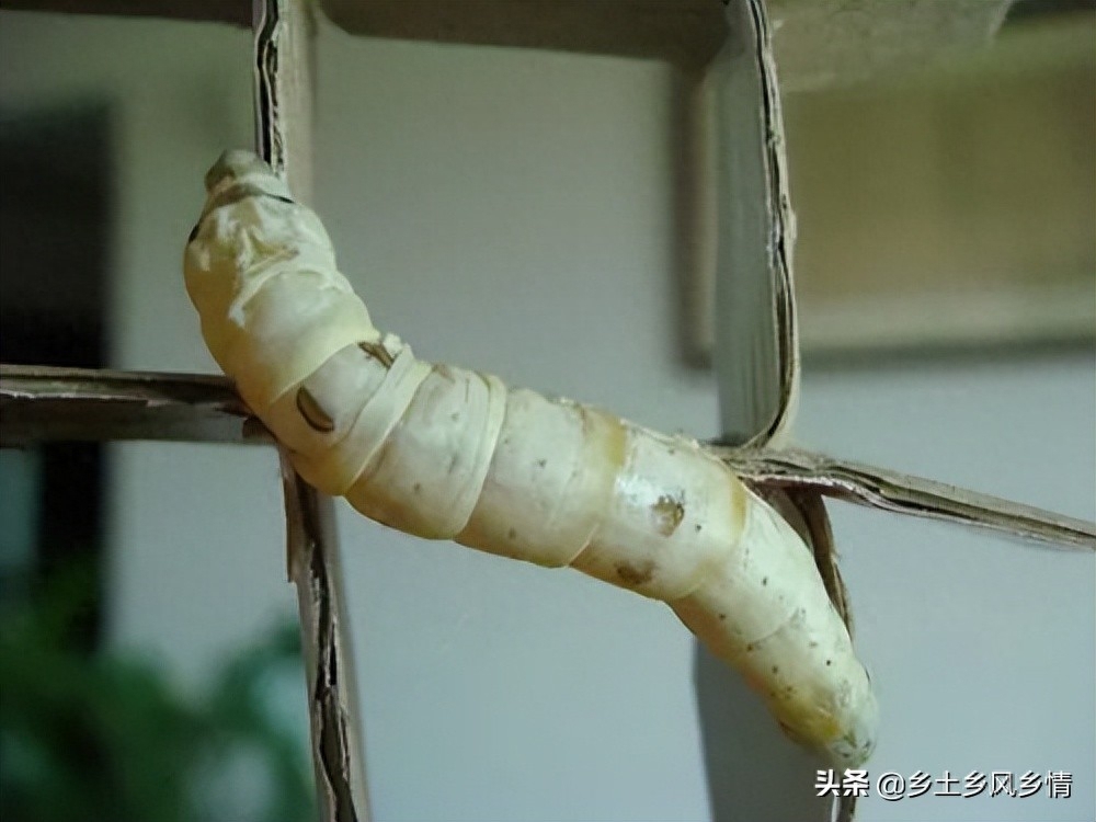 蚕宝宝结茧前有哪些征兆（附：蚕吐丝前的四大征兆）
