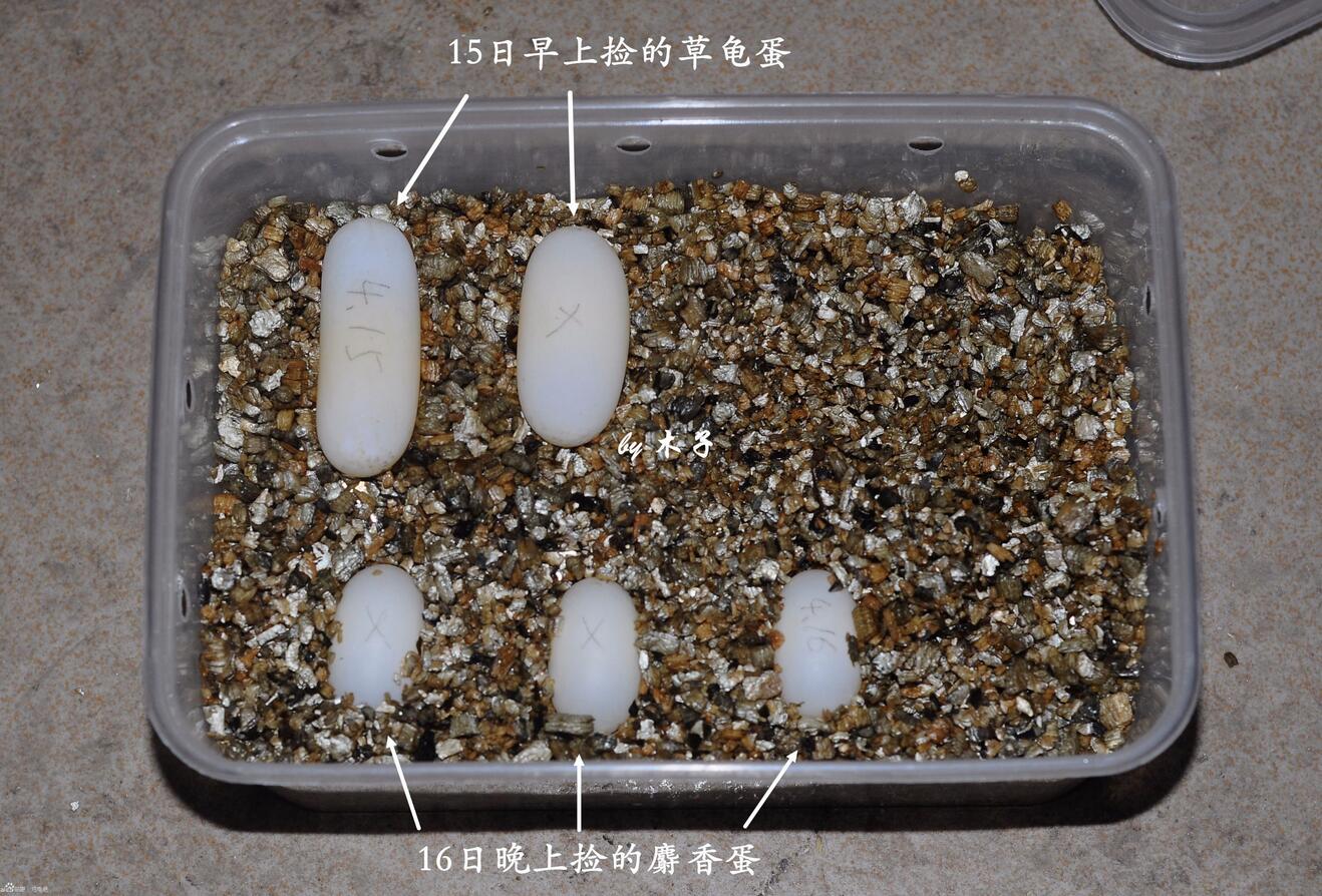 怎么知道乌龟怀孕了（乌龟怀孕后护理方法及注意事项）