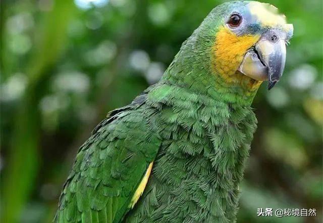 亚马逊鹦鹉的性格如何(橙翅亚马逊鹦鹉性格与特征描述 )