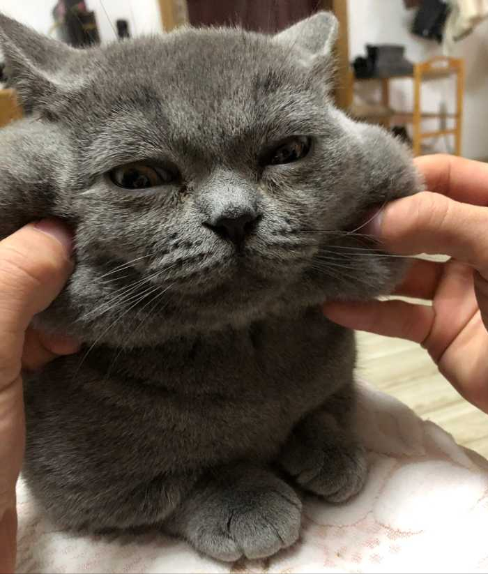 十个蓝猫九个脾气不好