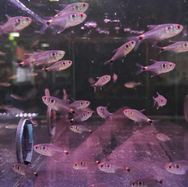 曼龙鱼能和什么鱼混养（曼龙鱼饲养注意事项）