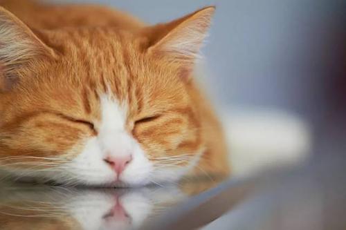 新手养猫必备的东西有哪些（盘点新手养猫必备的10大用品）