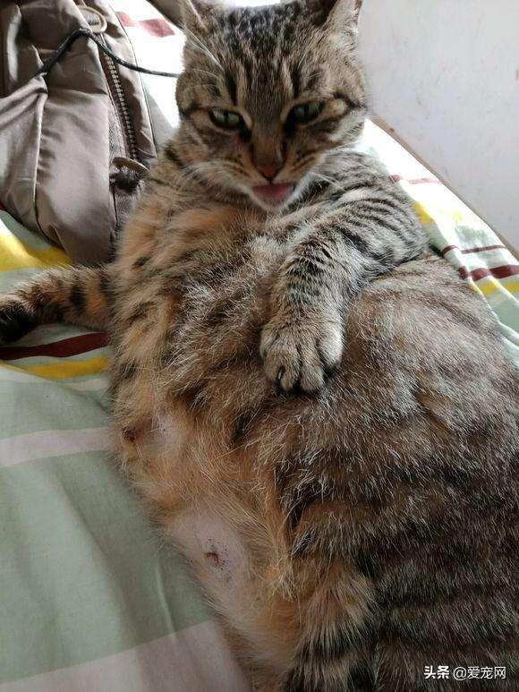 猫生产前粘稠液体图片大全