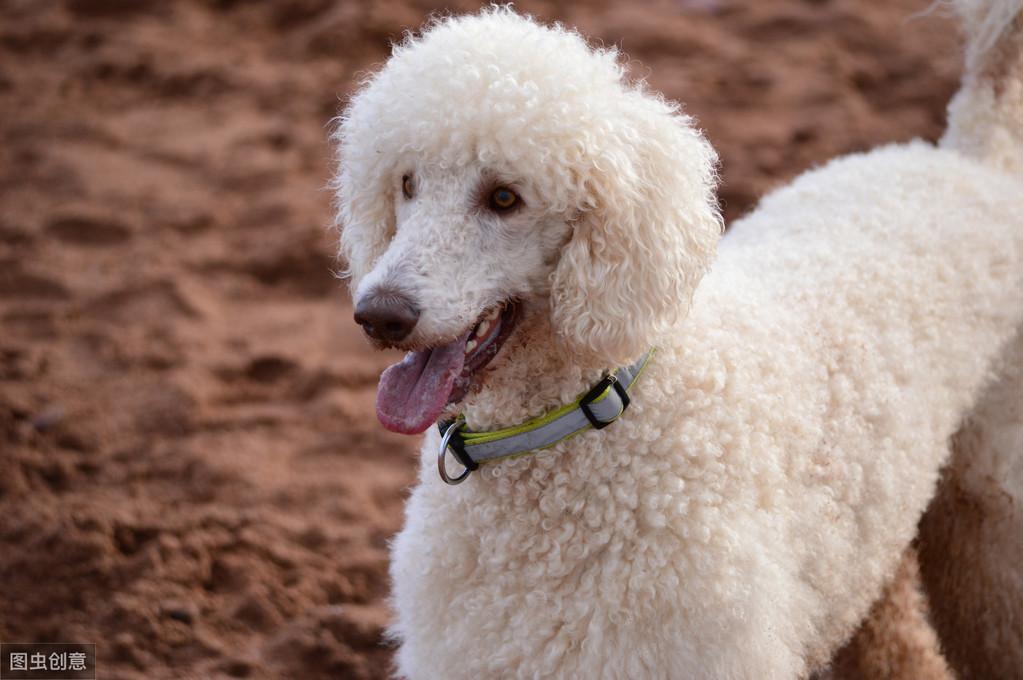 为何养巨型贵宾犬的人这么少（附：巨贵犬图）