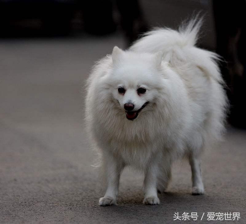 大型狐狸狗图片（中国狐狸犬的品种及图片）