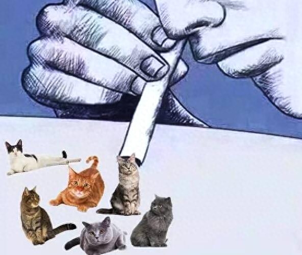 吸猫（吸猫有快感吗又是怎么吸的 呢）