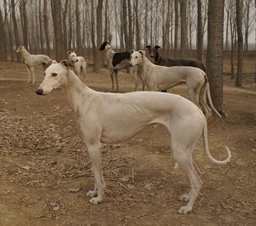 细犬价格多少钱一只（中华细狗的价格）