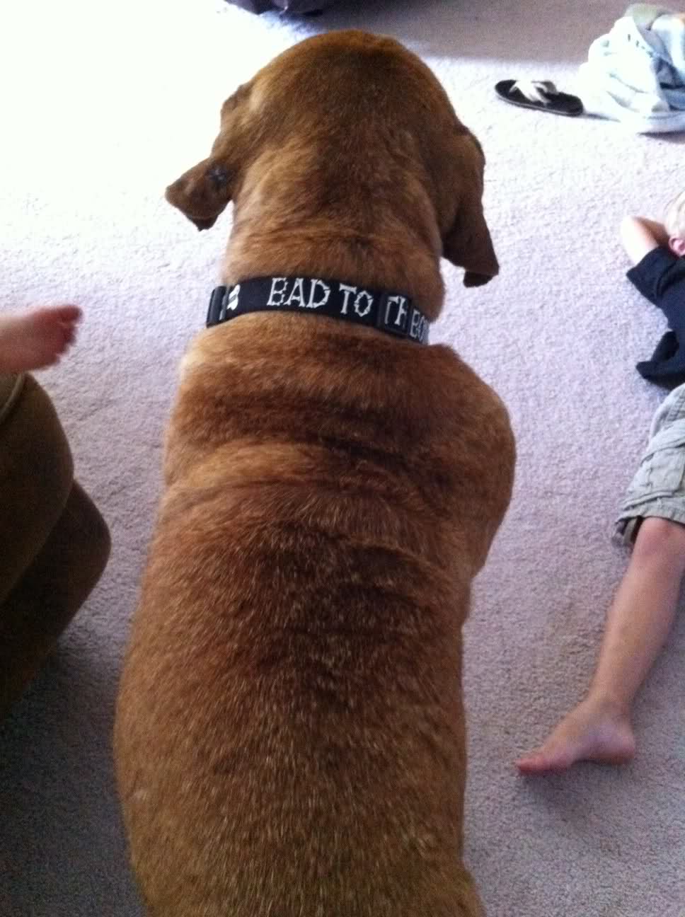 狗狗皮肤上长了一个粉色瘤是什么（狗狗身上粉瘤一挤出来了）