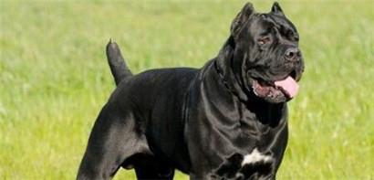 卡斯罗犬如何训练（了解训练卡斯罗犬简单的口令）