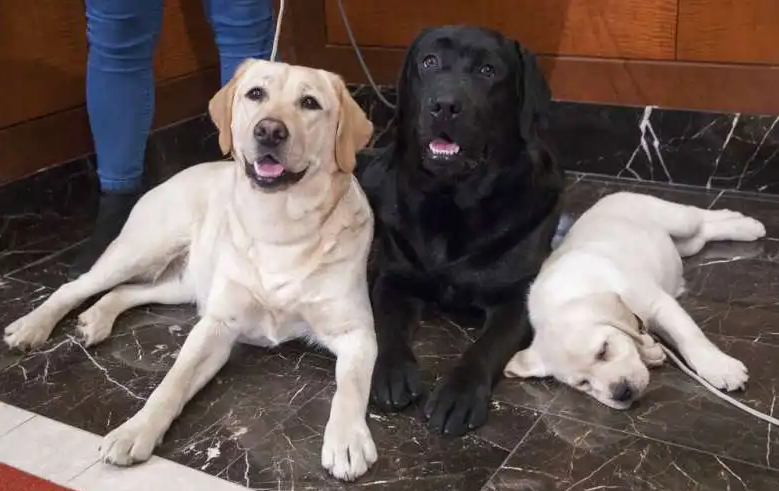 拉布拉多幼犬价格多少钱一只纯黑（教你看拉布拉多纯种不纯种的图片）