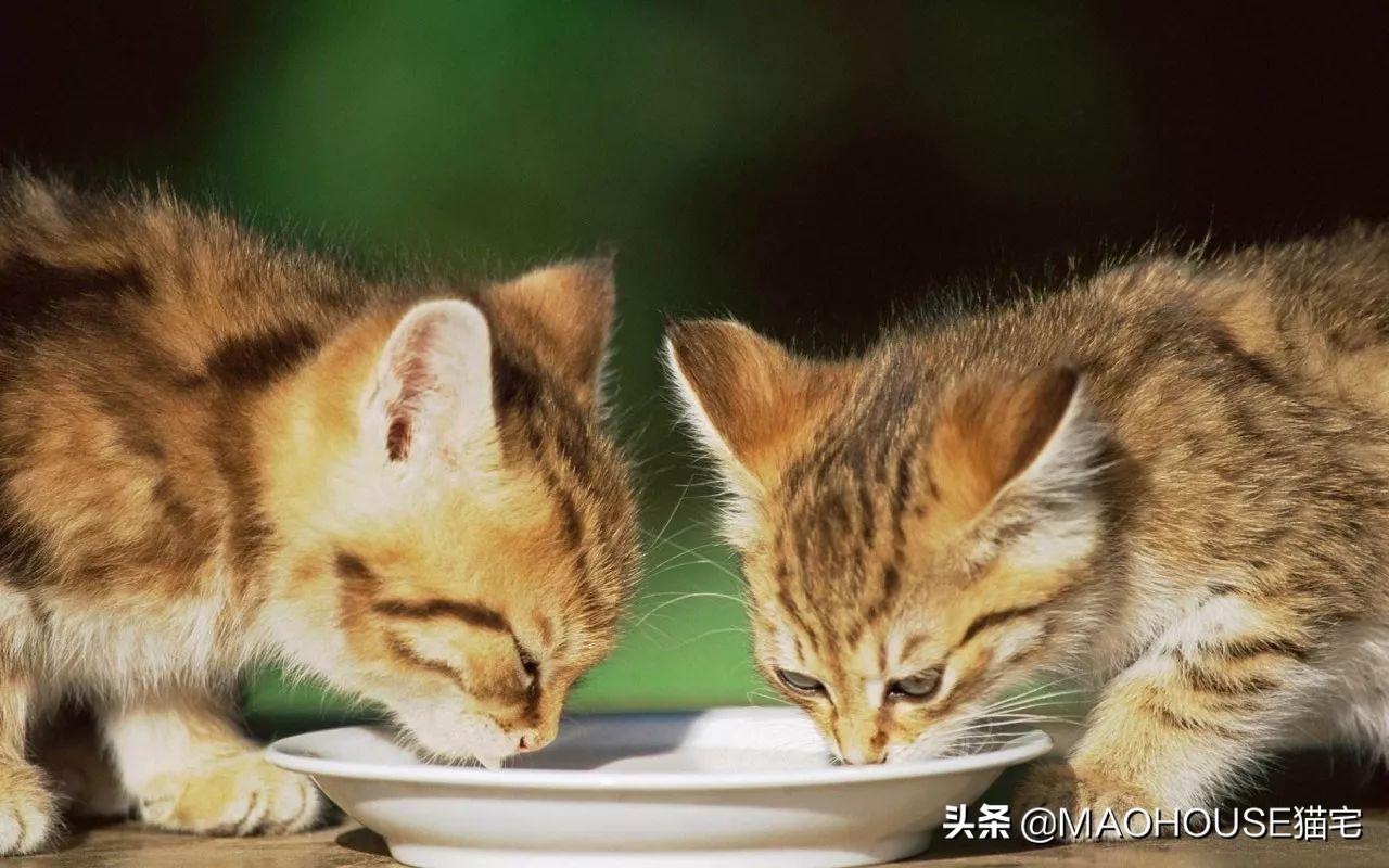 强行给小猫断奶会怎么样（不可强行给小猫断奶需要耐心引导）