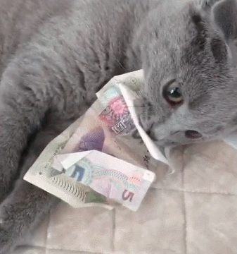 十个蓝猫九个脾气不好（蓝猫脾气是不是比其他猫凶有多凶）