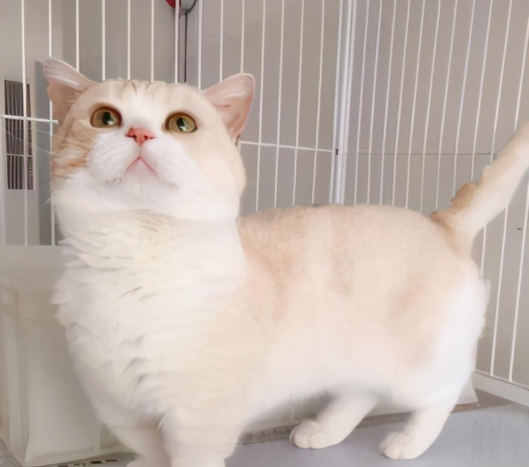 盘点十大颜值高的猫（猫都有什么品种图片）