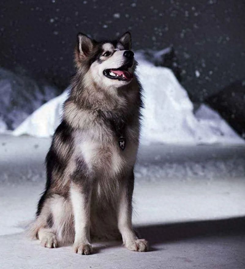 “雪橇三傻”到底谁最“傻”（附：世界三大傻狗）